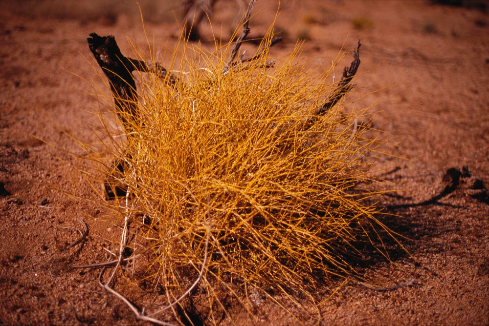 After Running Out of Gas On a Road in the Mojave Desert