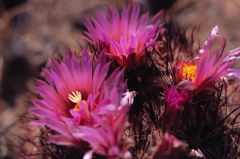 Cactus Bloom
