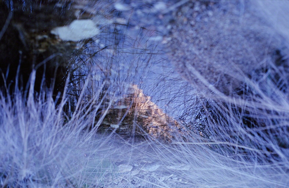 Caruthers Canyon Reflection