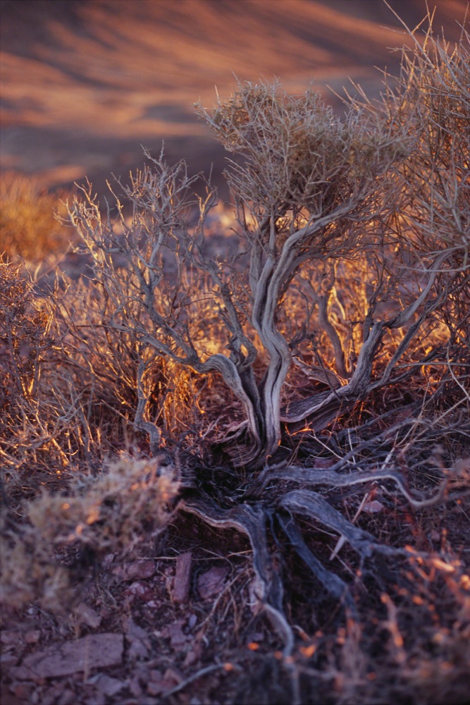 Death Valley Roots