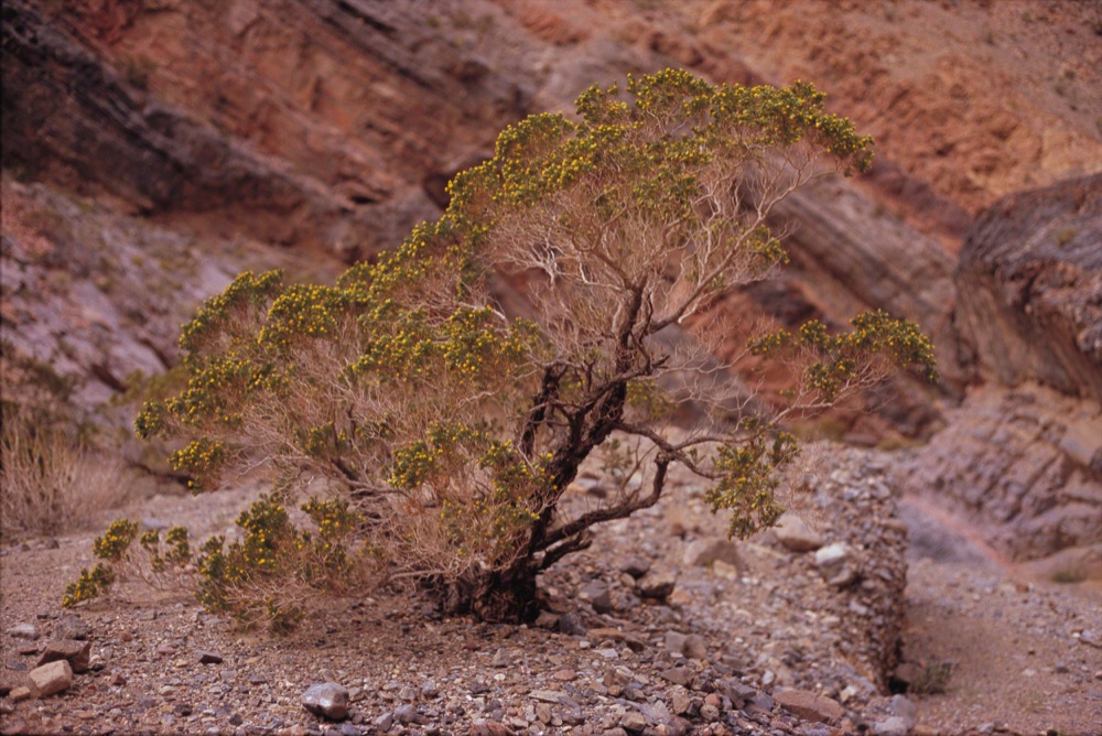 Death Valley Tree