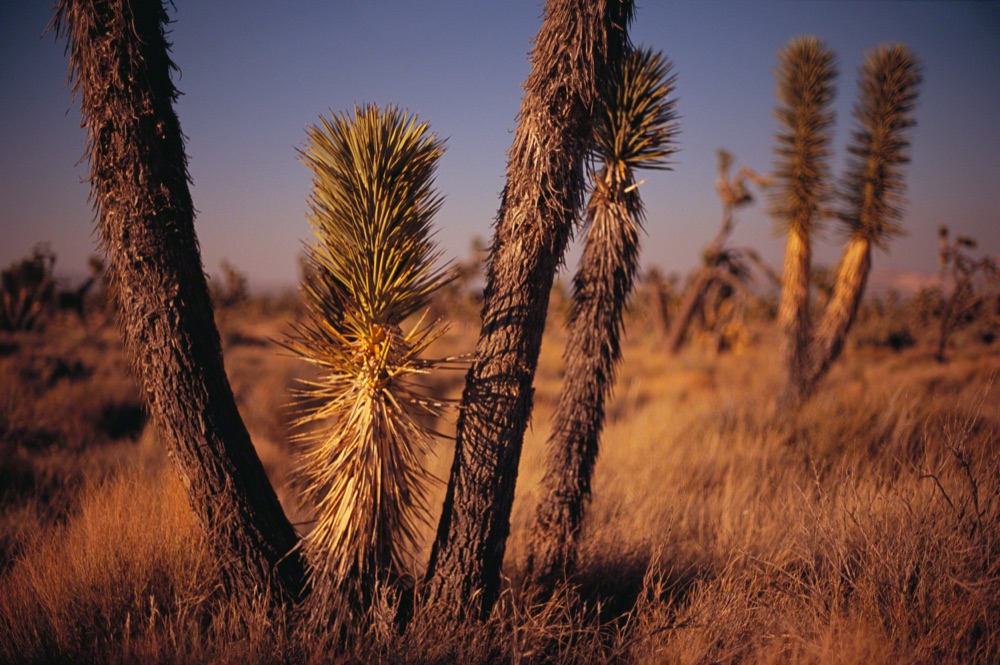 He Walked Away From His Former Life, Joshua trees photographed by Gabriel Thorburn