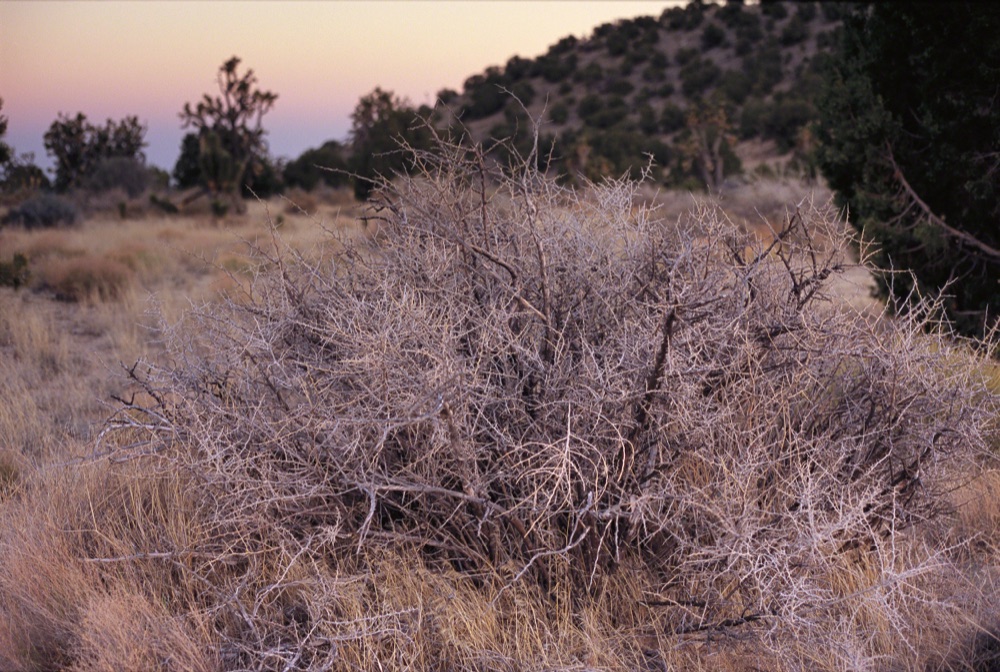 Loneliness in a Desperate Place