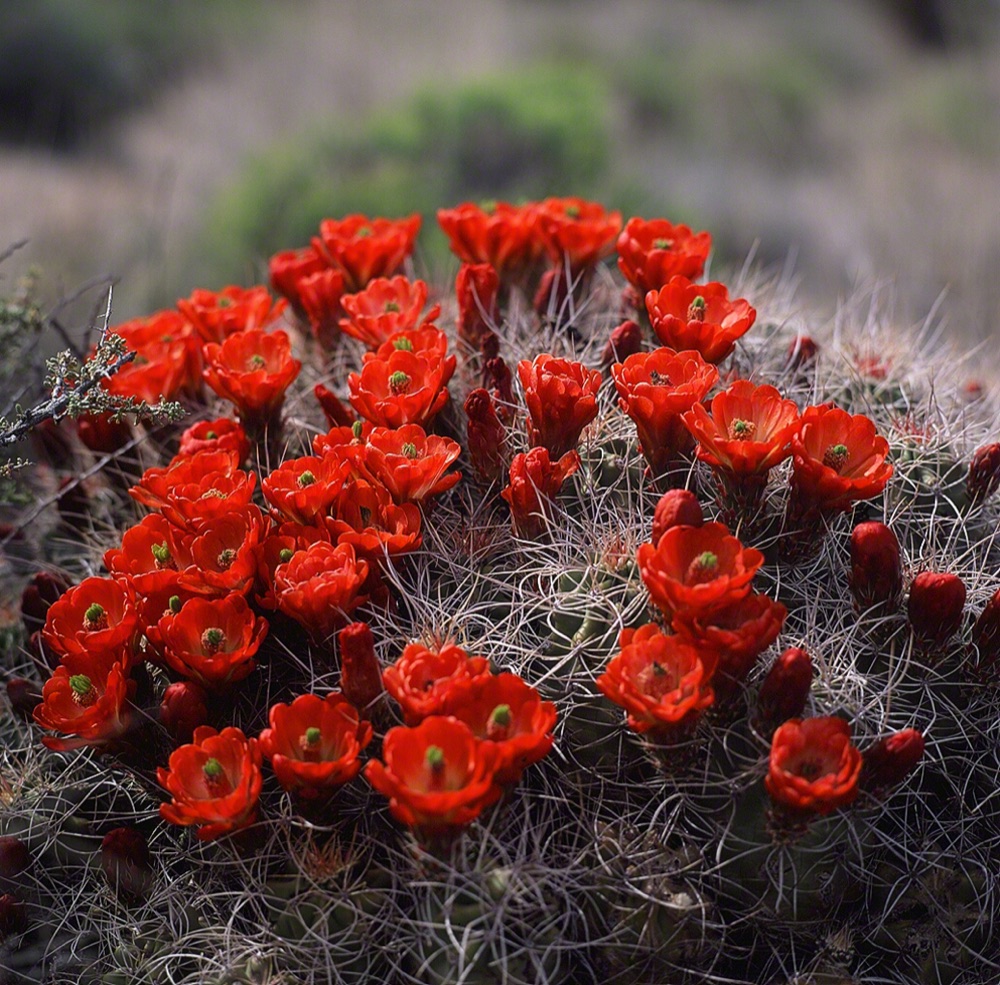 Mojave Red Cactus Bloom
