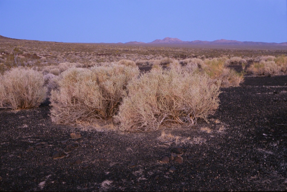 Walt Whitman in the Desert