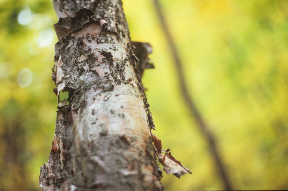 Birch Tree in the Fall