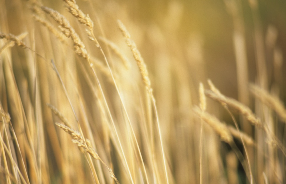 Golden Grass