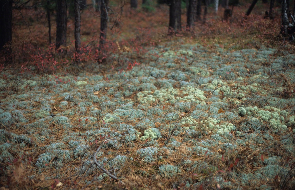 Green Forest Floor
