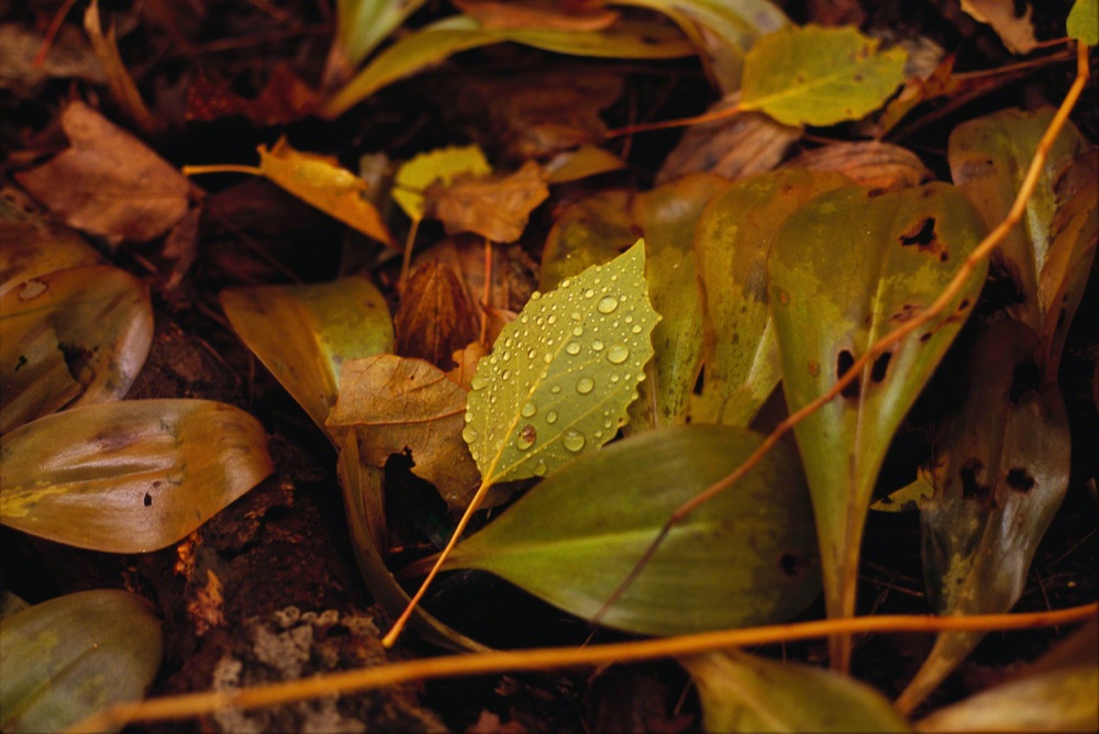 Green Leaf with Water Drops