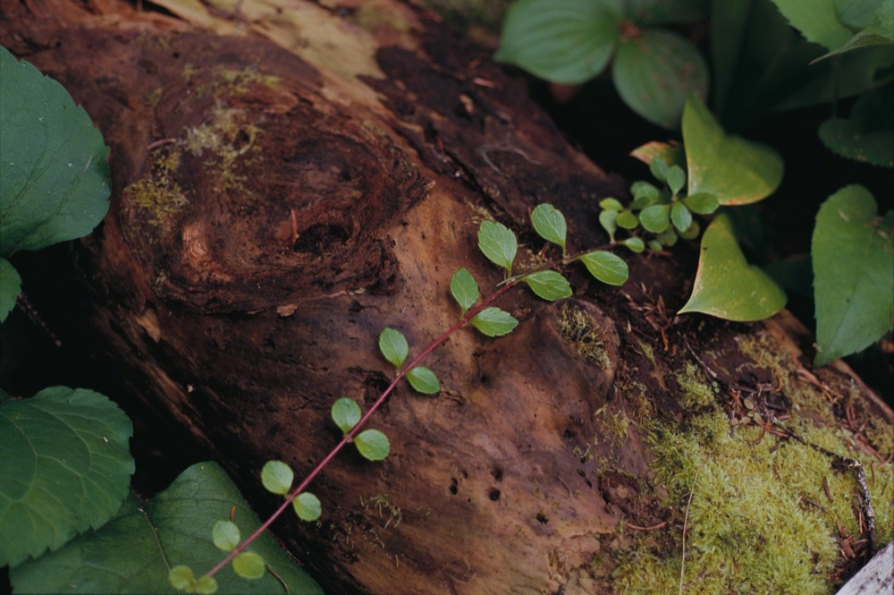 Isle Royale Forest Detail