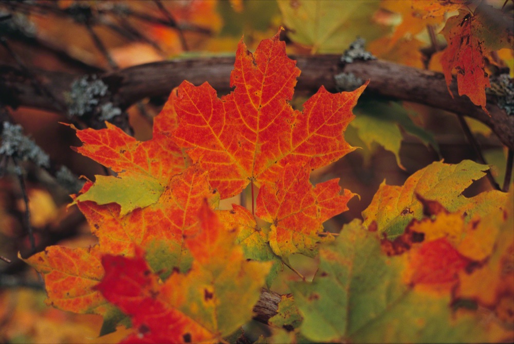 Marquette Maple