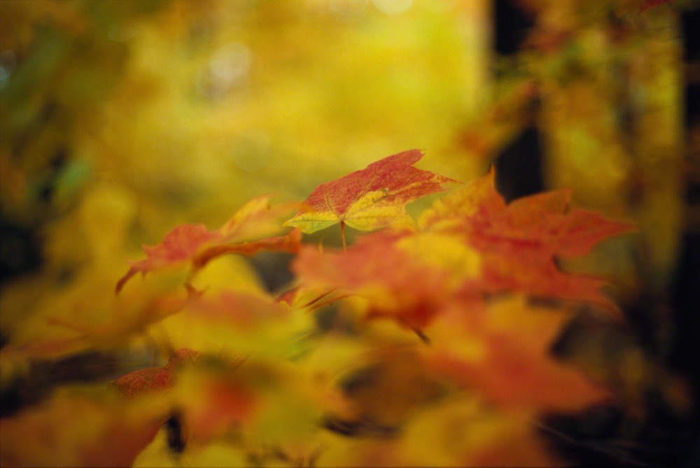 Perfect Fall