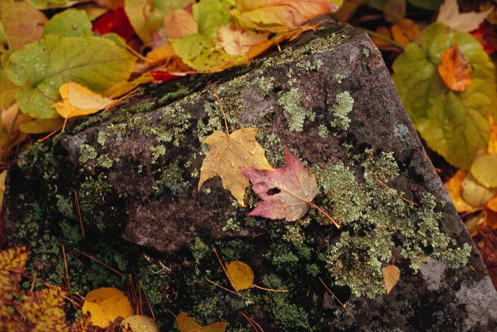 Two Maple Leaves on Rock