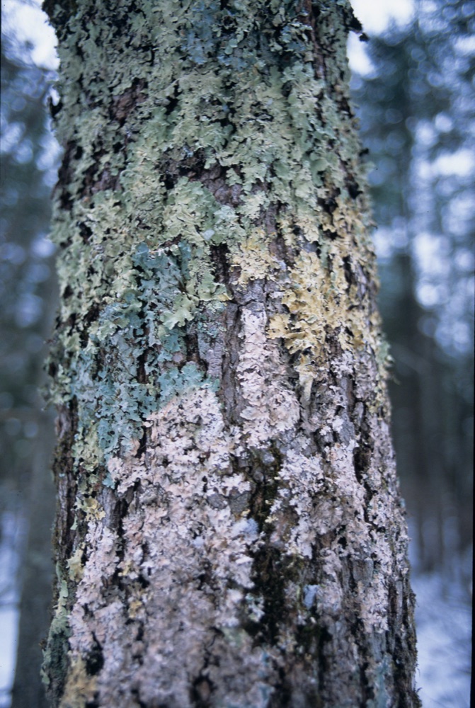 Winter Tree 2