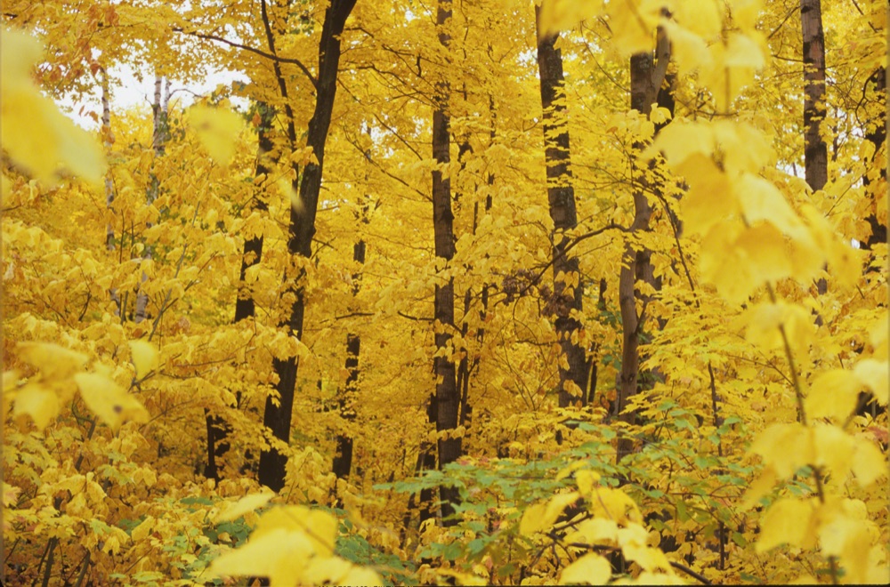 Yellow Fall
