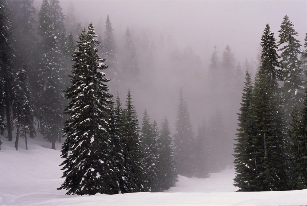 Yosemite Forest