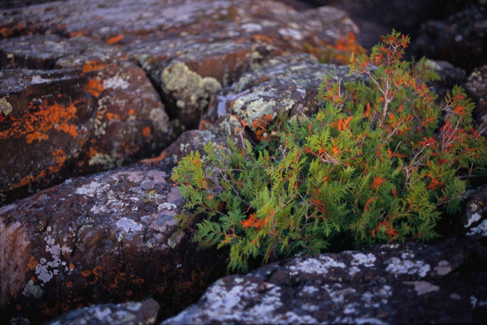 Black Rock Lichen
